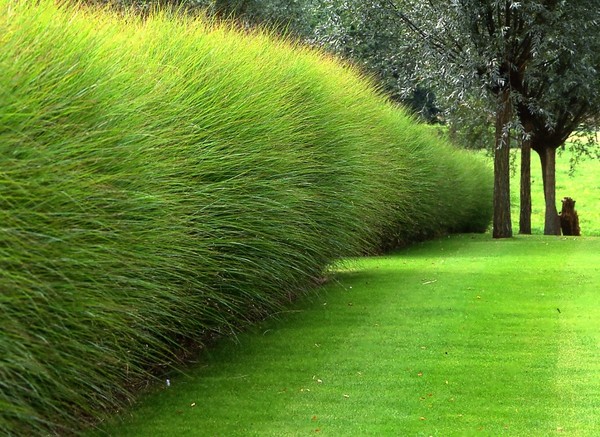 cloture_maison_végétale_habitat presto