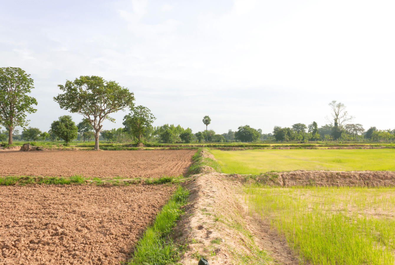 acquérir un terrain constructible en division parcellaire 